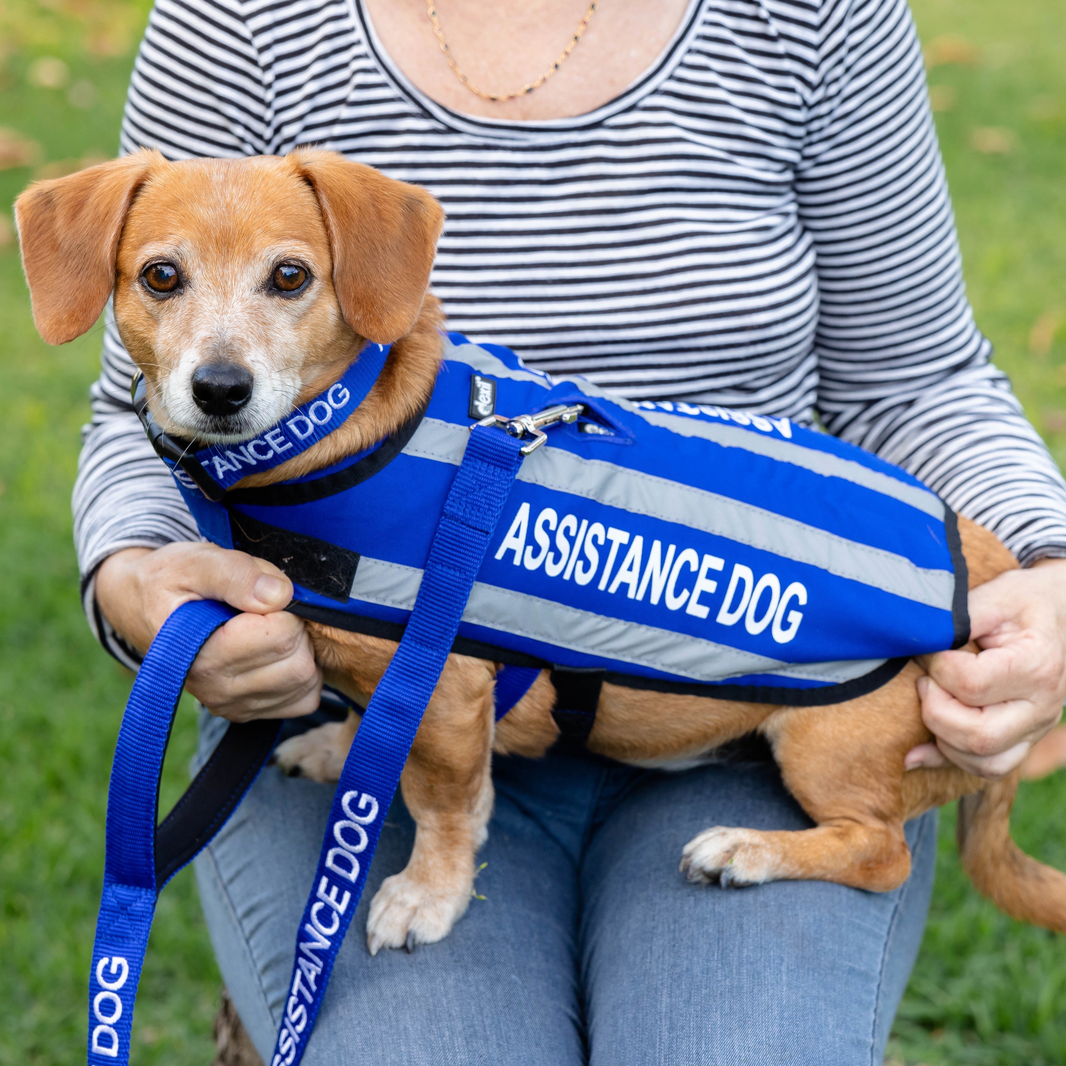 ASSISTANCE DOG Friendly Dog Collars