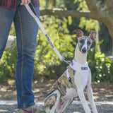 Dog Lead - BLIND DOG - White