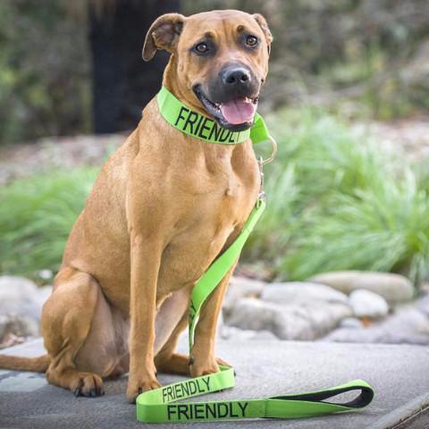 Friendly Dog Collars Green FRIENDLY Standard 120cm 4ft Lead