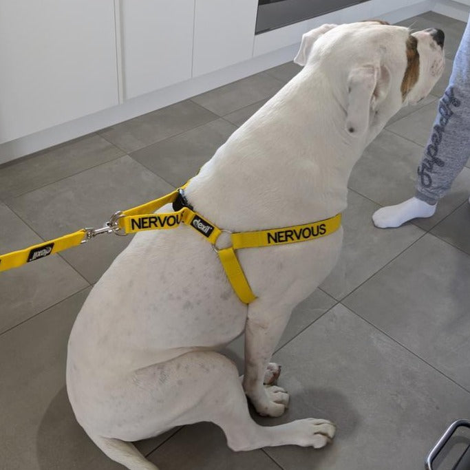 Dexil Friendly Dog Collars Yellow NERVOUS L/XL adjustable Strap Harness