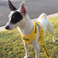 Dexil Friendly Dog Collars Yellow NERVOUS Small adjustable Vest Harness