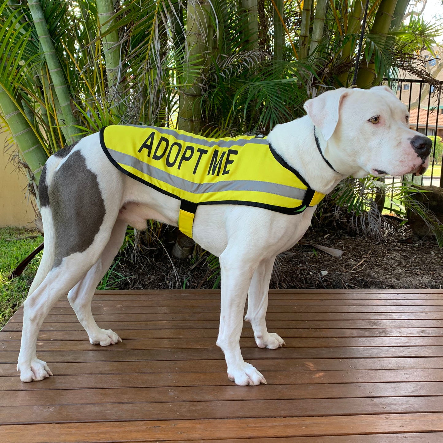 Dexil Friendly Dog Collars ADOPT ME Medium Reflective Coat