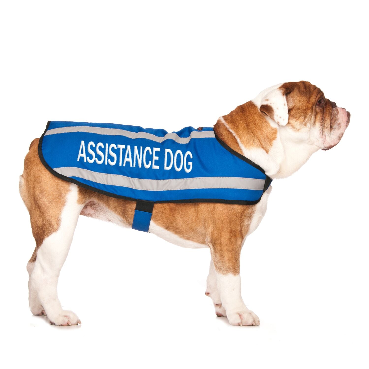 ASSISTANCE DOG Medium Coat Friendly Dog Collars