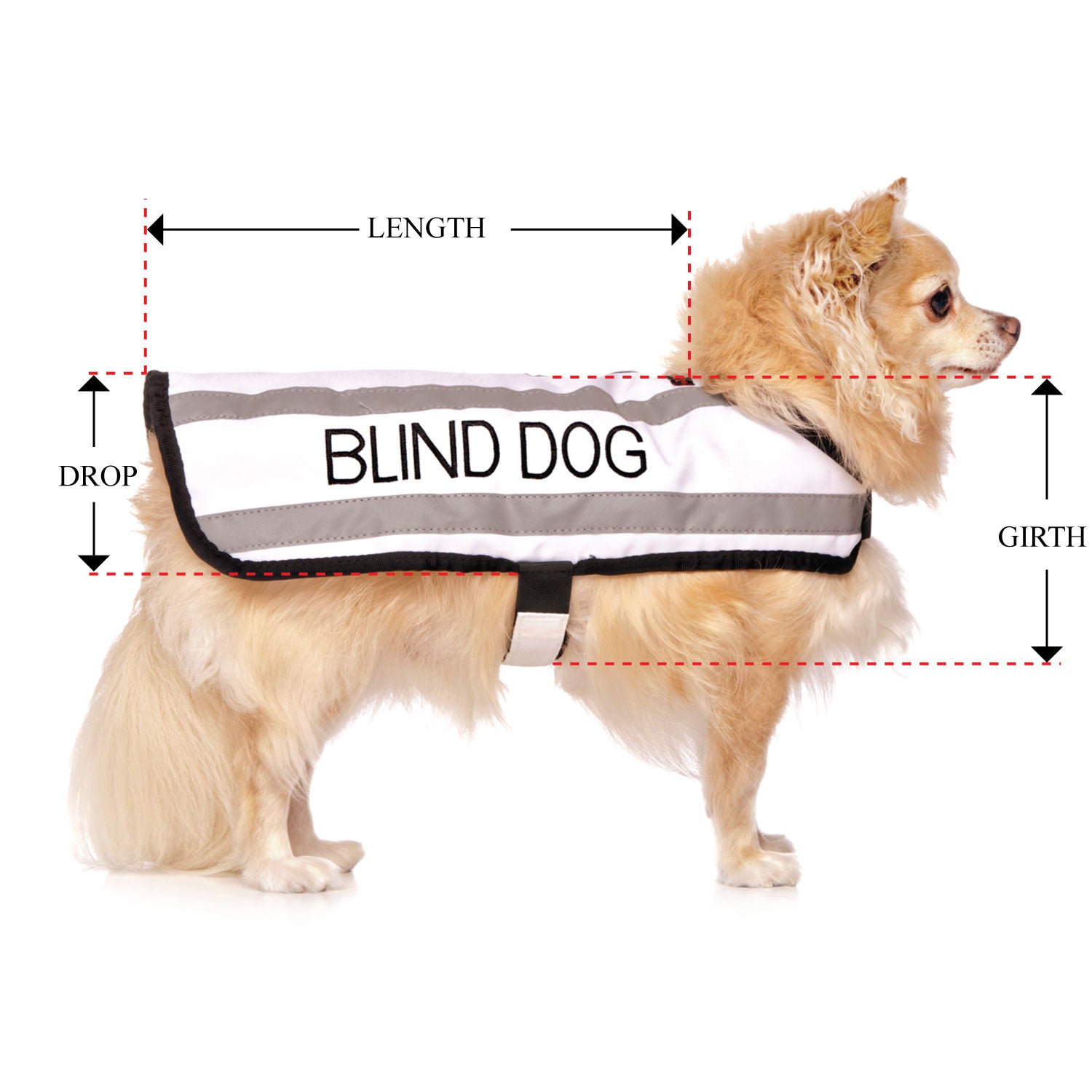 BLIND DOG - Small Coat