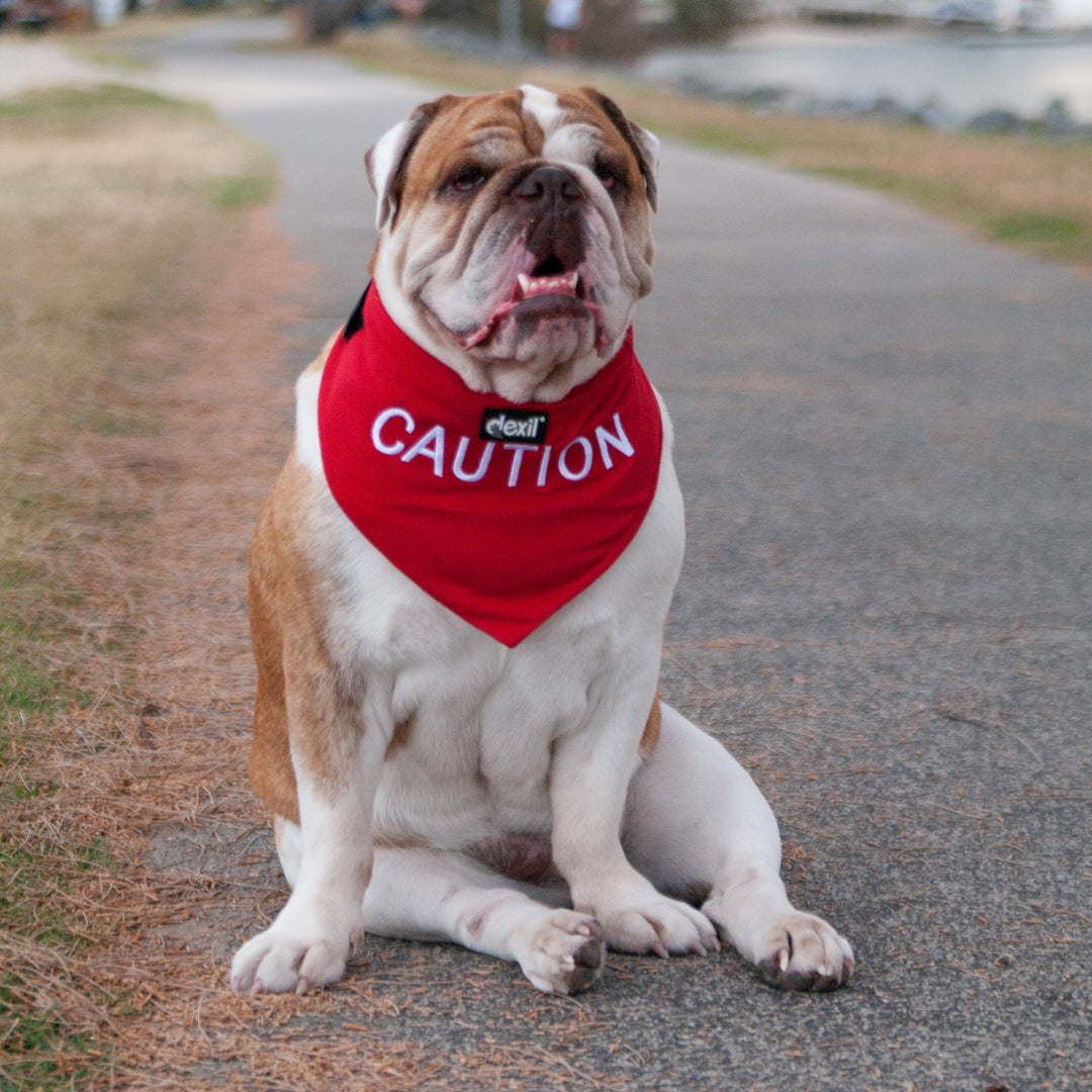 Dexil Friendly Dog Collars Red CAUTION Bandana
