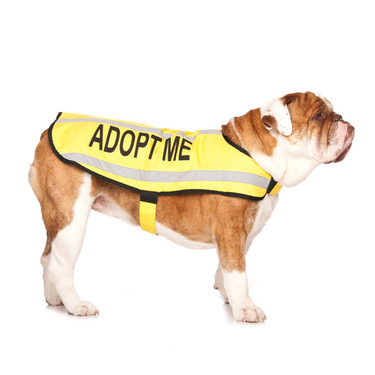 Dexil Friendly Dog Collars ADOPT ME Medium Reflective Coat