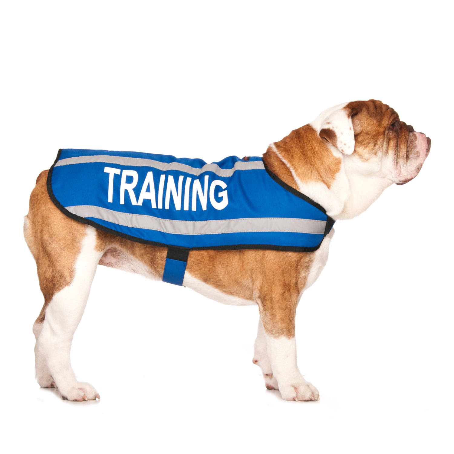 Dexil Friendly Dog Collars Blue TRAINING M/L Reflective Dog Coat