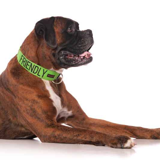 Dexil Friendly Dog Collars Green FRIENDLY Clip Collar