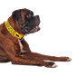 Friendly Dog Collars yellow NERVOUS Clip Collar