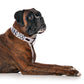Dexil Friendly Dog Collars BLIND DOG L/XL Clip Collar