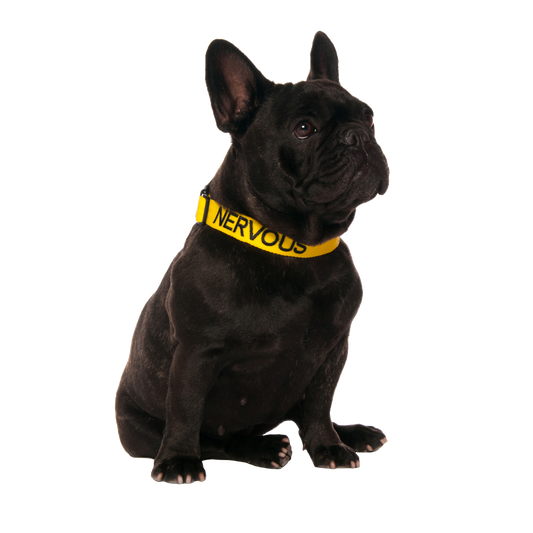 Yellow NERVOUS Clip Collar by Dexil for Friendly Dog Collars