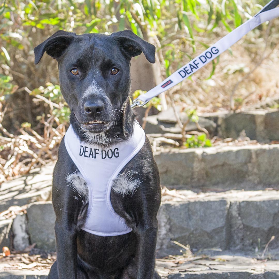 Dexil Friendly Dog Collars DEAF DOG Short 60cm (2ft) Lead