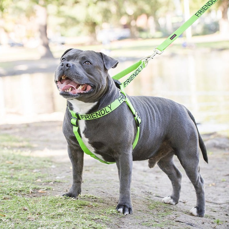 Friendly Dog Collars Green FRIENDLY Adjustable L/XL Strap Harness