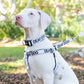 Dexil Friendly Dog Collars DEAF DOG L/XL Clip Collar
