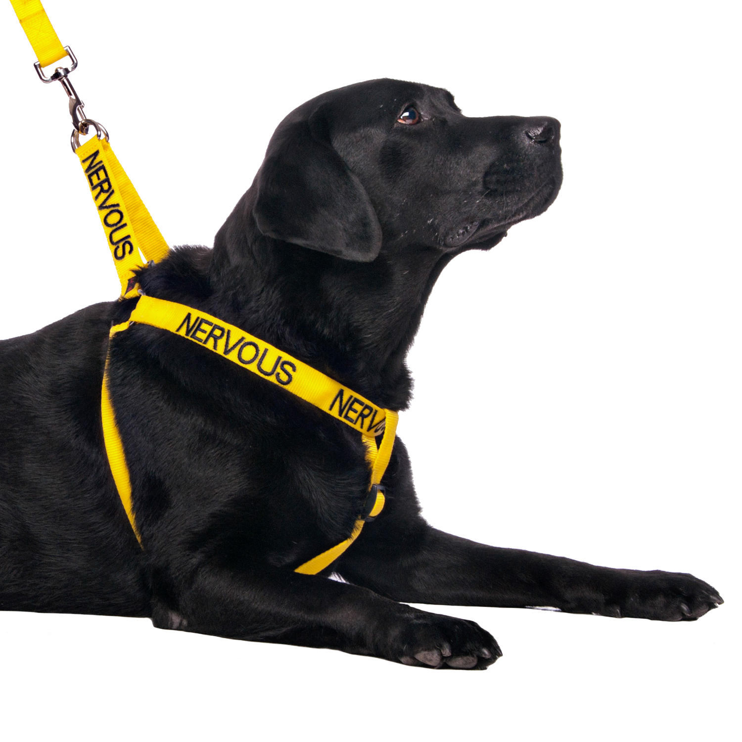 Dexil Friendly Dog Collars Yellow NERVOUS L/XL adjustable Strap Harness