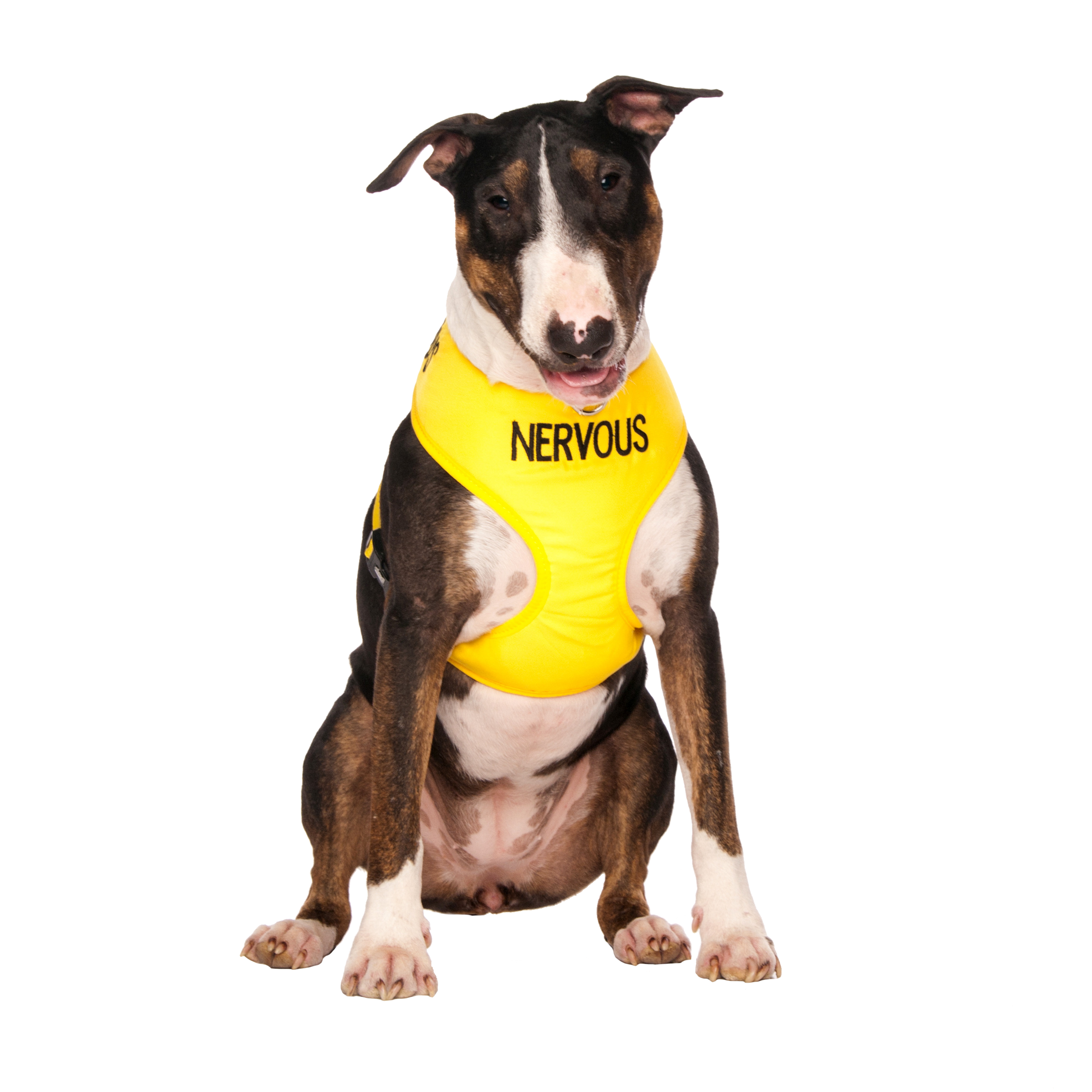 Anxious online dog harness