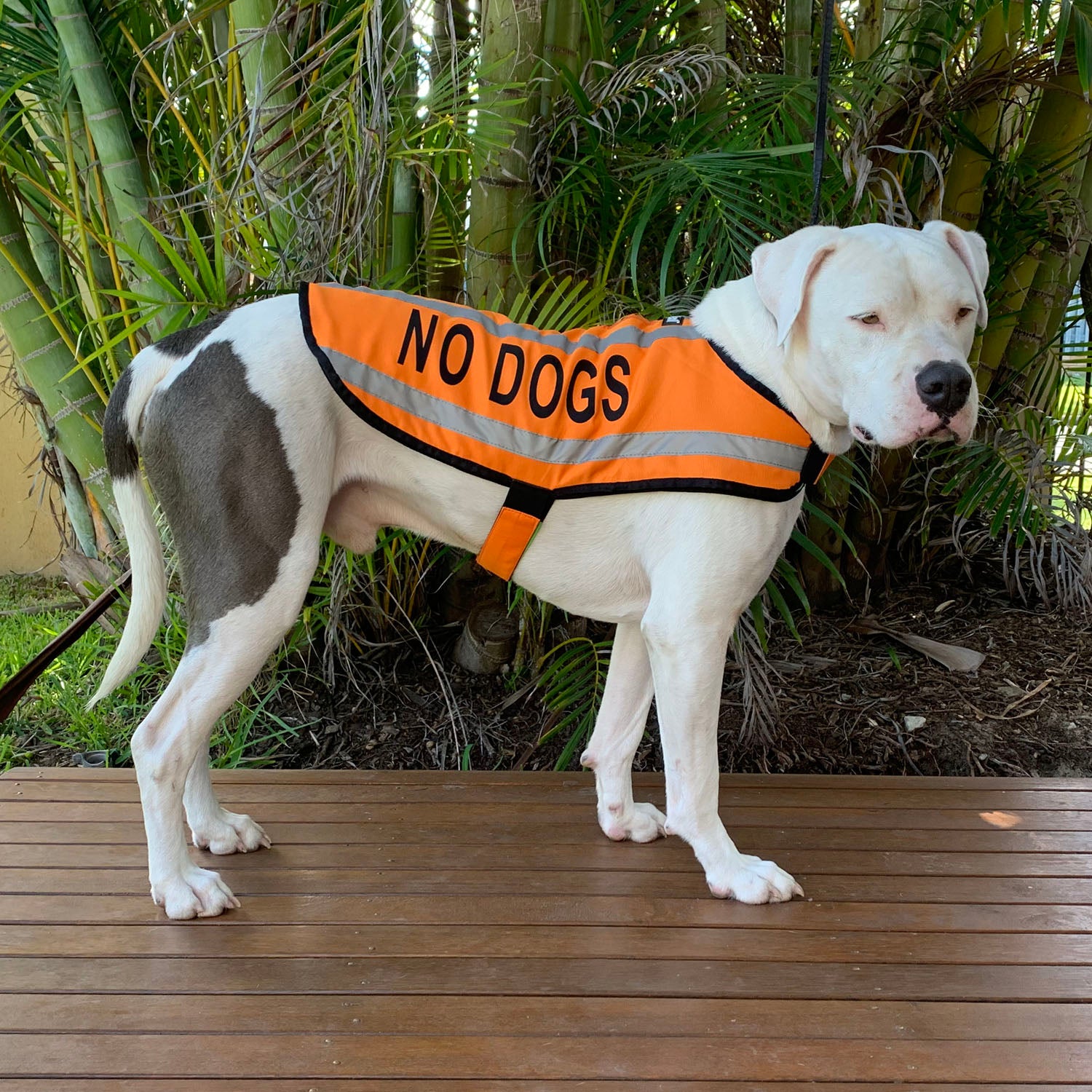 Dexil Friendly Dog Collars Orange NO DOGS M/L Reflective Dog Coat