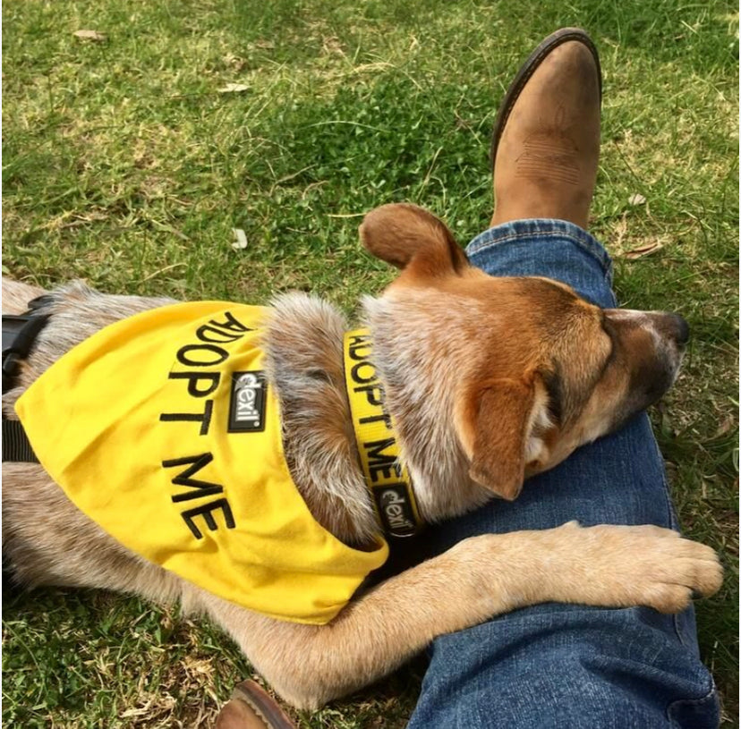 Dexil Friendly Dog Collars Yellow ADOPT ME Bandana