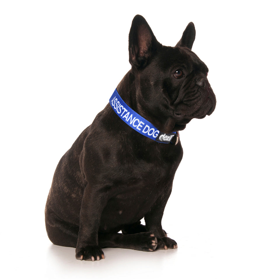 Dexil Friendly Dog Collars Blue ASSISTANCE DOG S/M Clip Collar