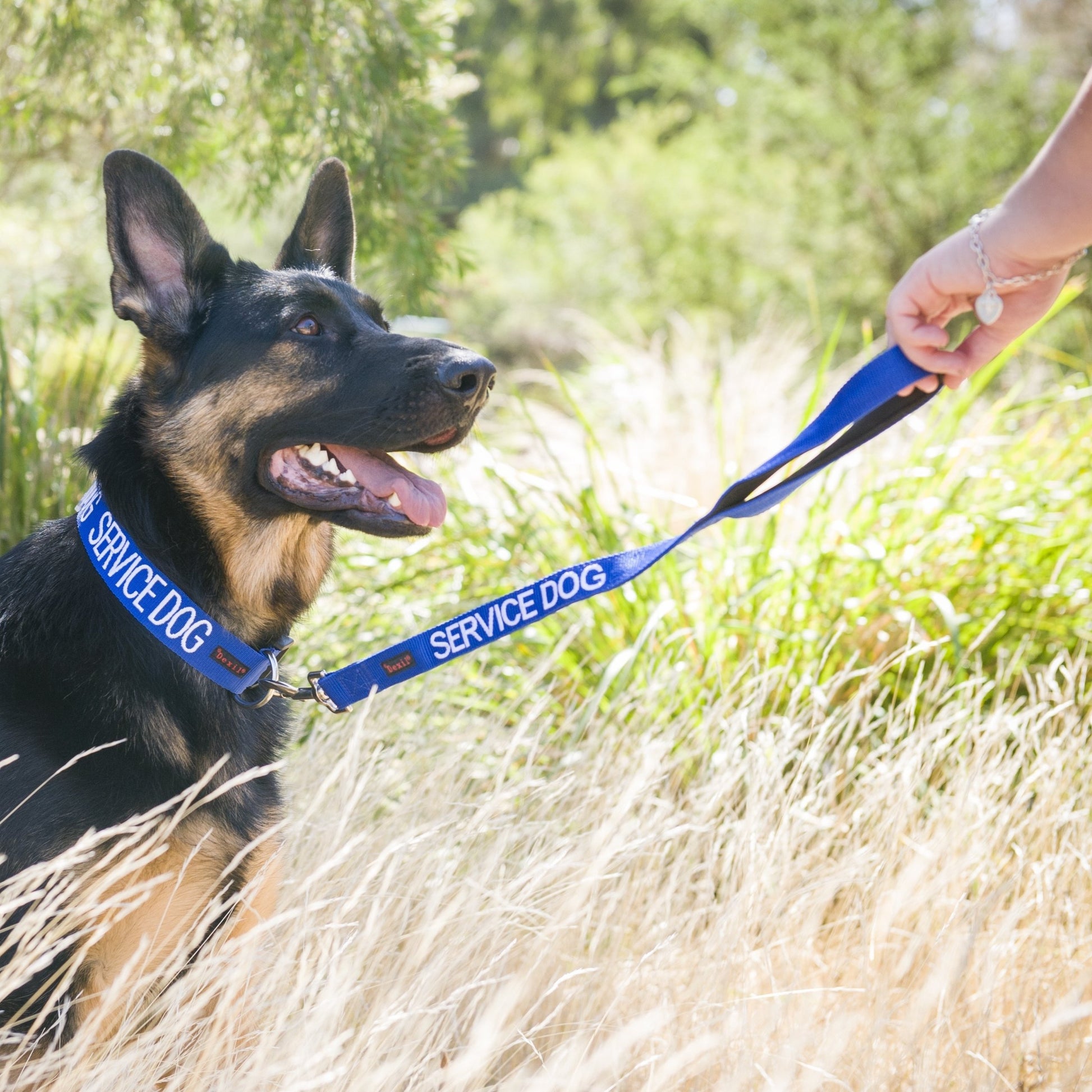 Dexil Friendly Dog Collars SERVICE DOG L/XL Clip Collar