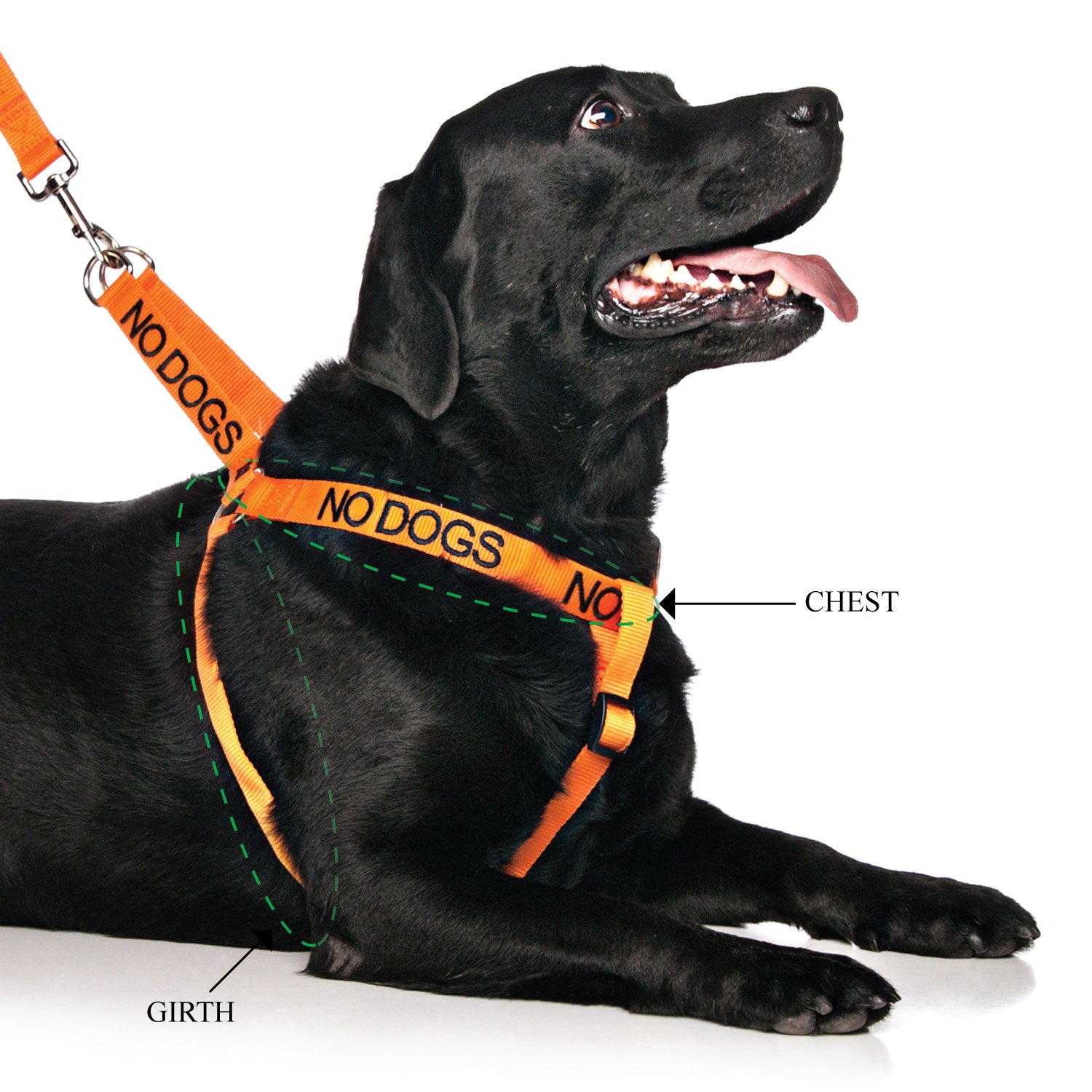 Dexil Friendly Dog Collars Orange NO DOGS L/XL Adjustable Strap Harness