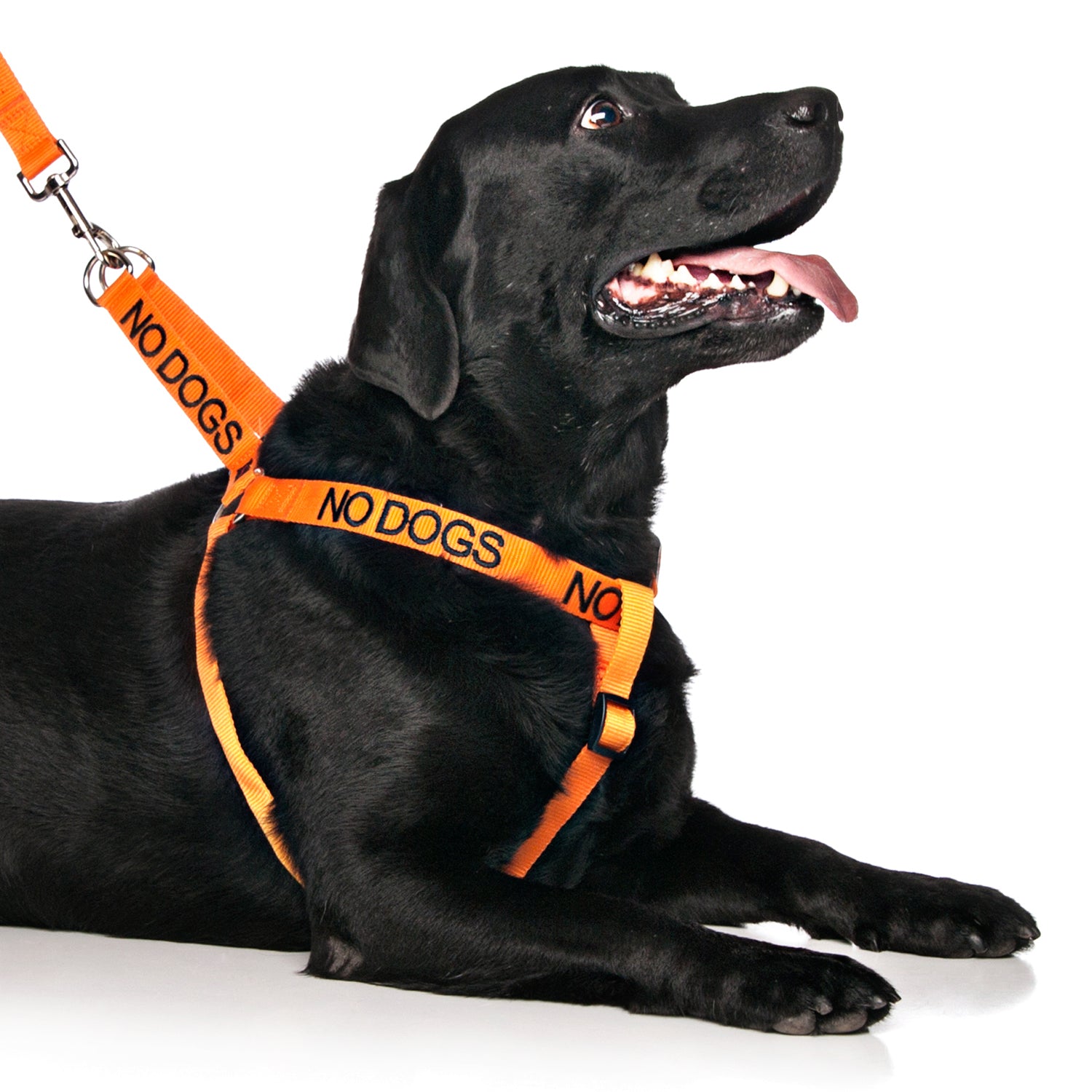 Dexil Friendly Dog Collars Orange NO DOGS L/XL Adjustable Strap Harness