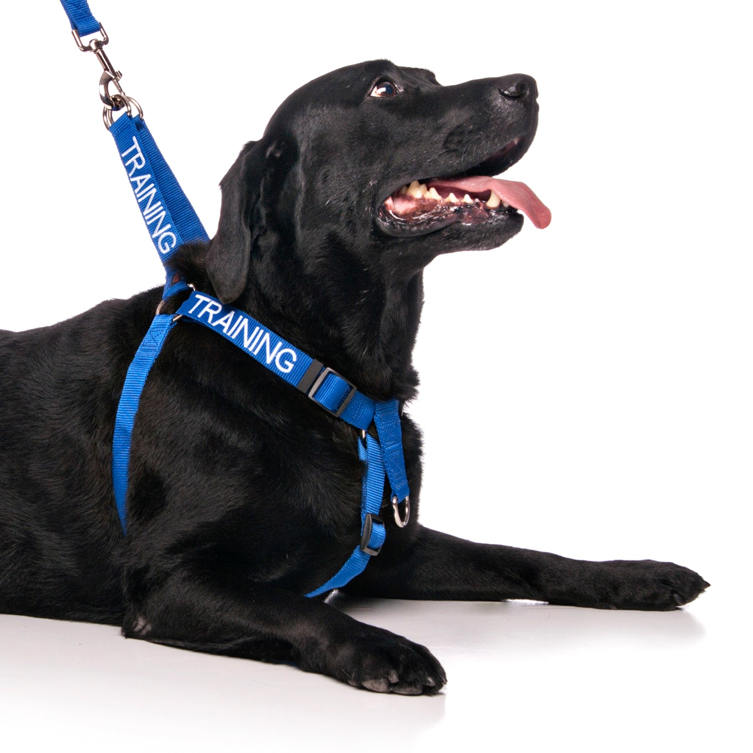 Dexil Friendly Dog Collars Blue TRAINING L/XL adjustable Strap Harness