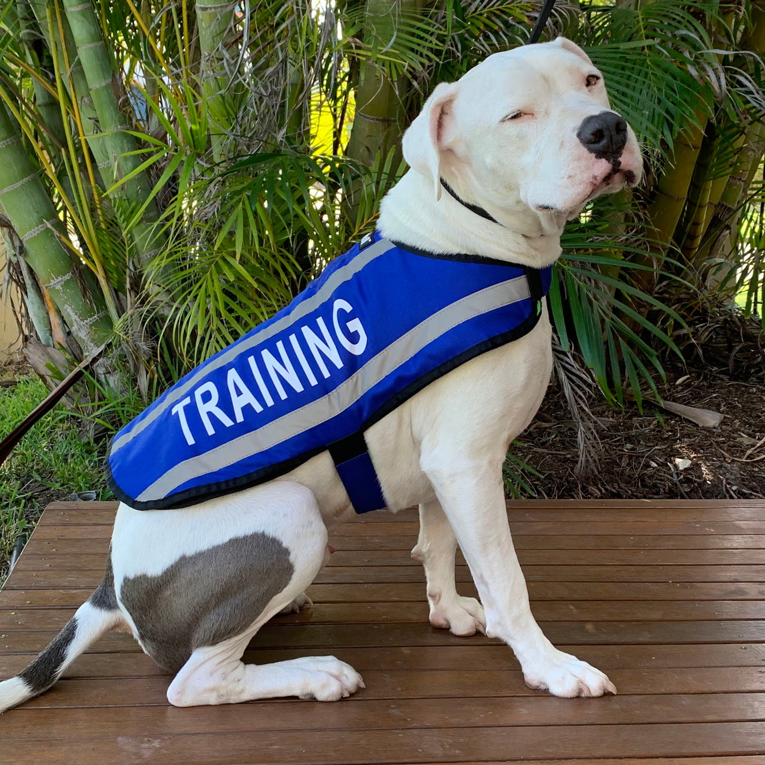 Dexil Friendly Dog Collars Blue TRAINING M/L Reflective Dog Coat