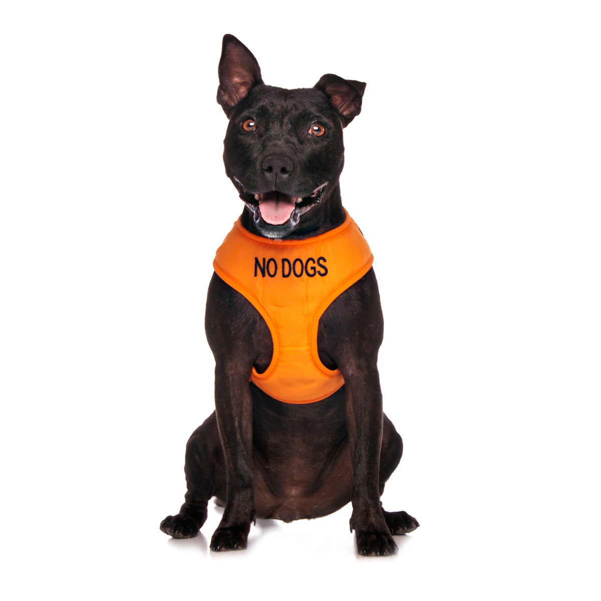 Dexil Friendly Dog Collars Orange NO DOGS Medium adjustable Vest Harness