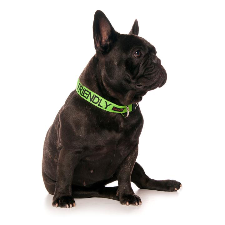 Dexil Friendly Dog Collars Green FRIENDLY Clip Collar