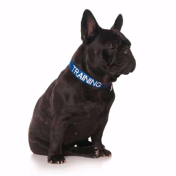Dexil friendly dog collars hotsell