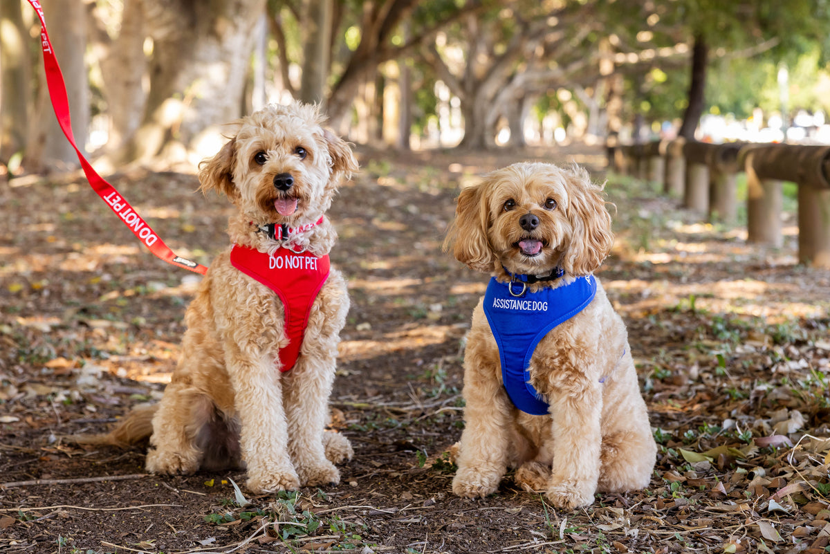 Australian Ridgeback Collars Australian Organisations – Friendly Dog Collars