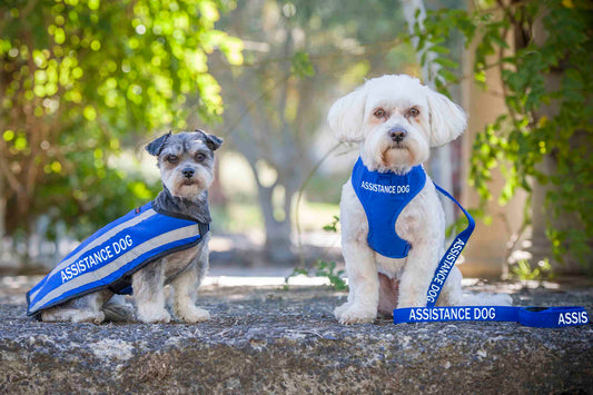 Friendly Dog Collars Assistance Dogs Australia