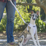 Dog Soft Vest Harness - BLIND DOG - White