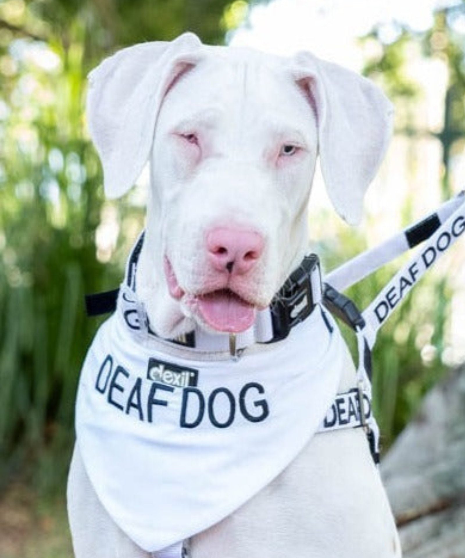 Deaf Dog Friendly Dog Collars Deaf Dog Friendly Dog Collars