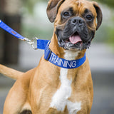 Dog Semi Slip Martingale Collar - TRAINING - Blue