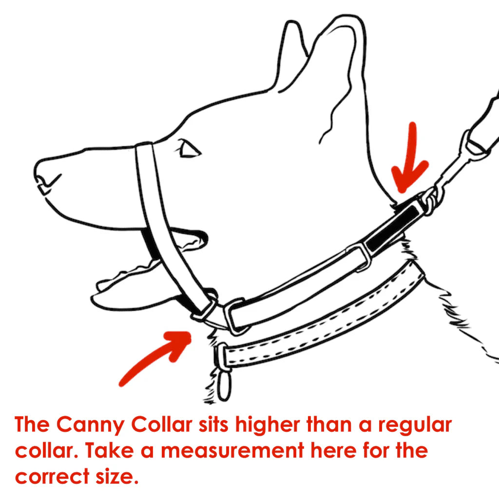 Canny dog collar online