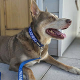 Dog Clip Collar - TRAINING - Blue