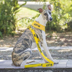 Dexil Friendly Dog Collars ADOPT ME Standard 120cm (4ft) Lead