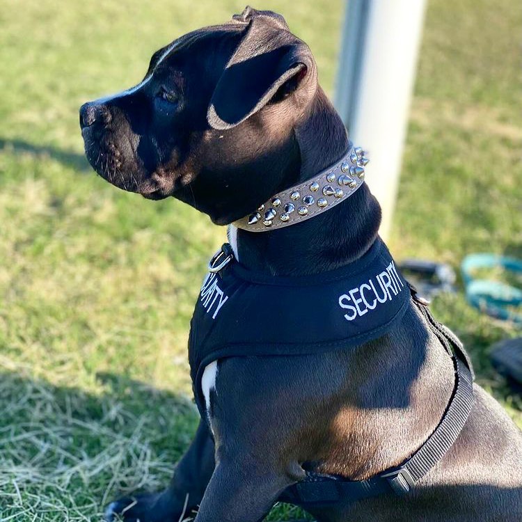 Dexil Friendly Dog Collars SECURITY Medium adjustable Vest Harness