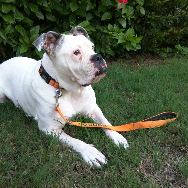 Dexil Friendly Dog Collars orange NO DOGS Short 60cm (2ft) Lead