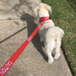 Dexil Friendly Dog Collars Red CAUTION Long 180cm 6ft Lead
