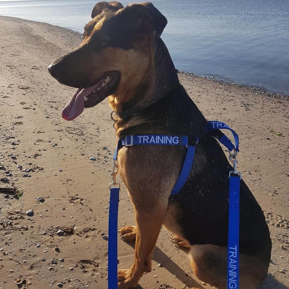 TRAINING Multi Purpose Double Ended Lead Friendly Dog Collars