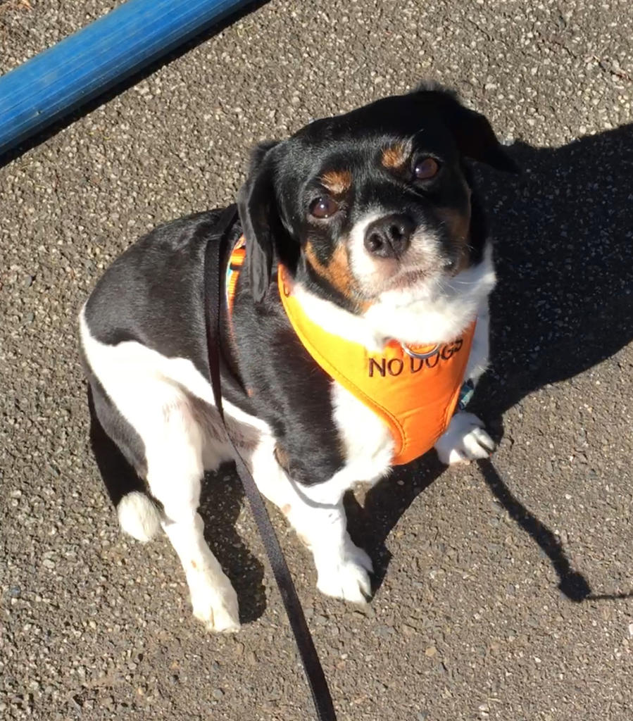 Dexil Friendly Dog Collars orange NO DOGS XS adjustable Vest Harness