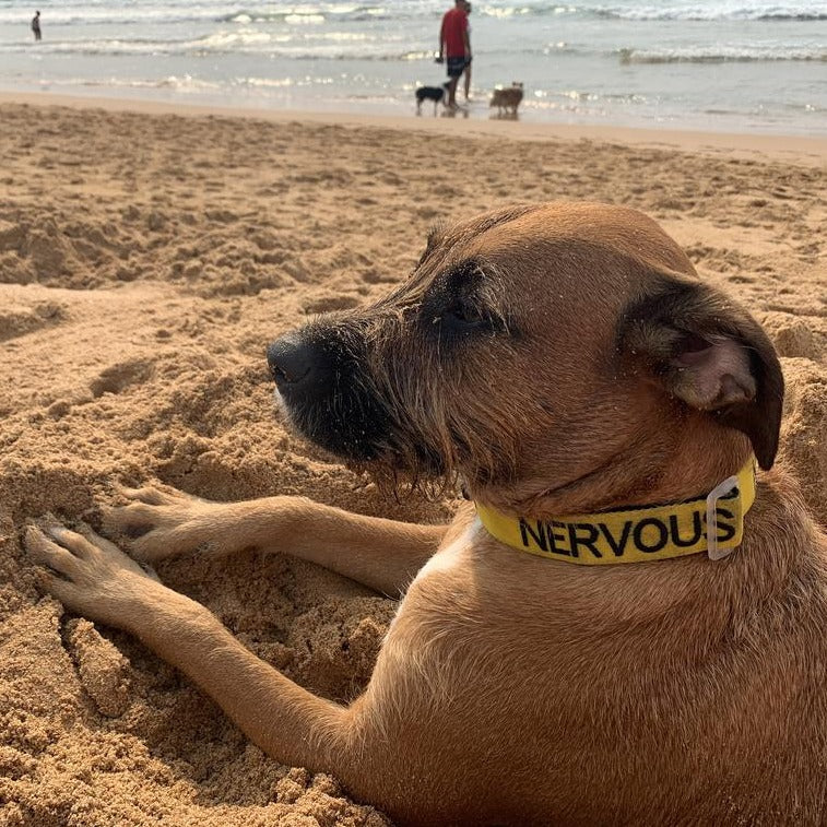 Dexil Friendly Dog Collars Yellow NERVOUS Dog L/XL Clip Collar