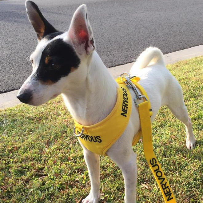 Dexil Friendly Dog Collars Yellow NERVOUS Small adjustable Vest Harness