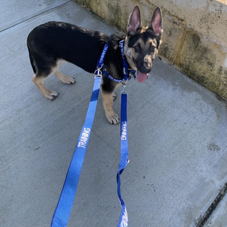 Dexil Friendly Dog Collars Blue TRAINING 210cm Double Ended Lead