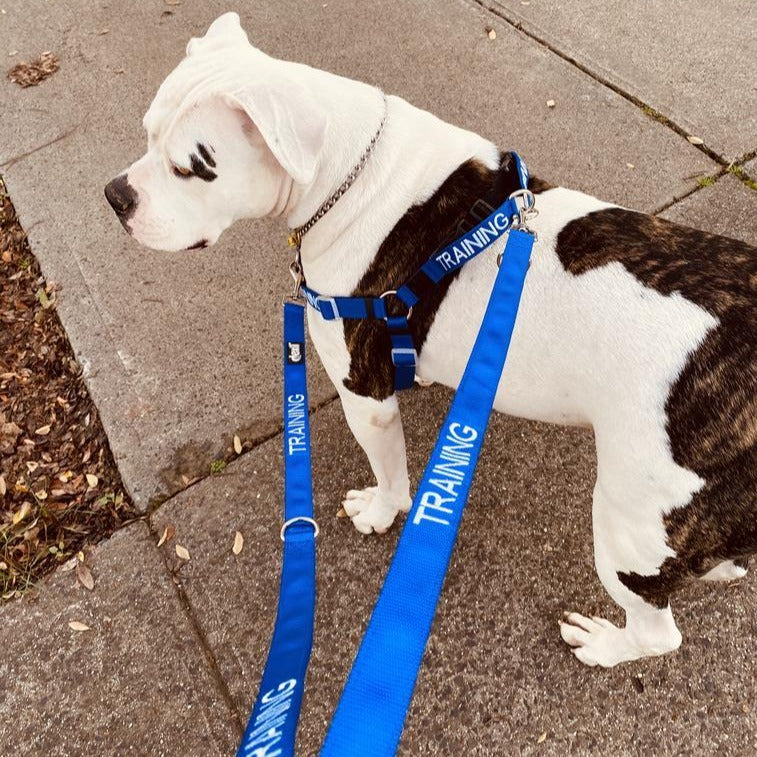 Dexil Friendly Dog Collars Blue TRAINING L/XL adjustable Strap Harness