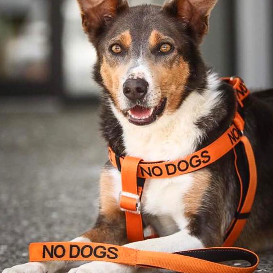 Dexil Friendly Dog Collars Orange NO DOGS L/XL Adjustable Strap Harness