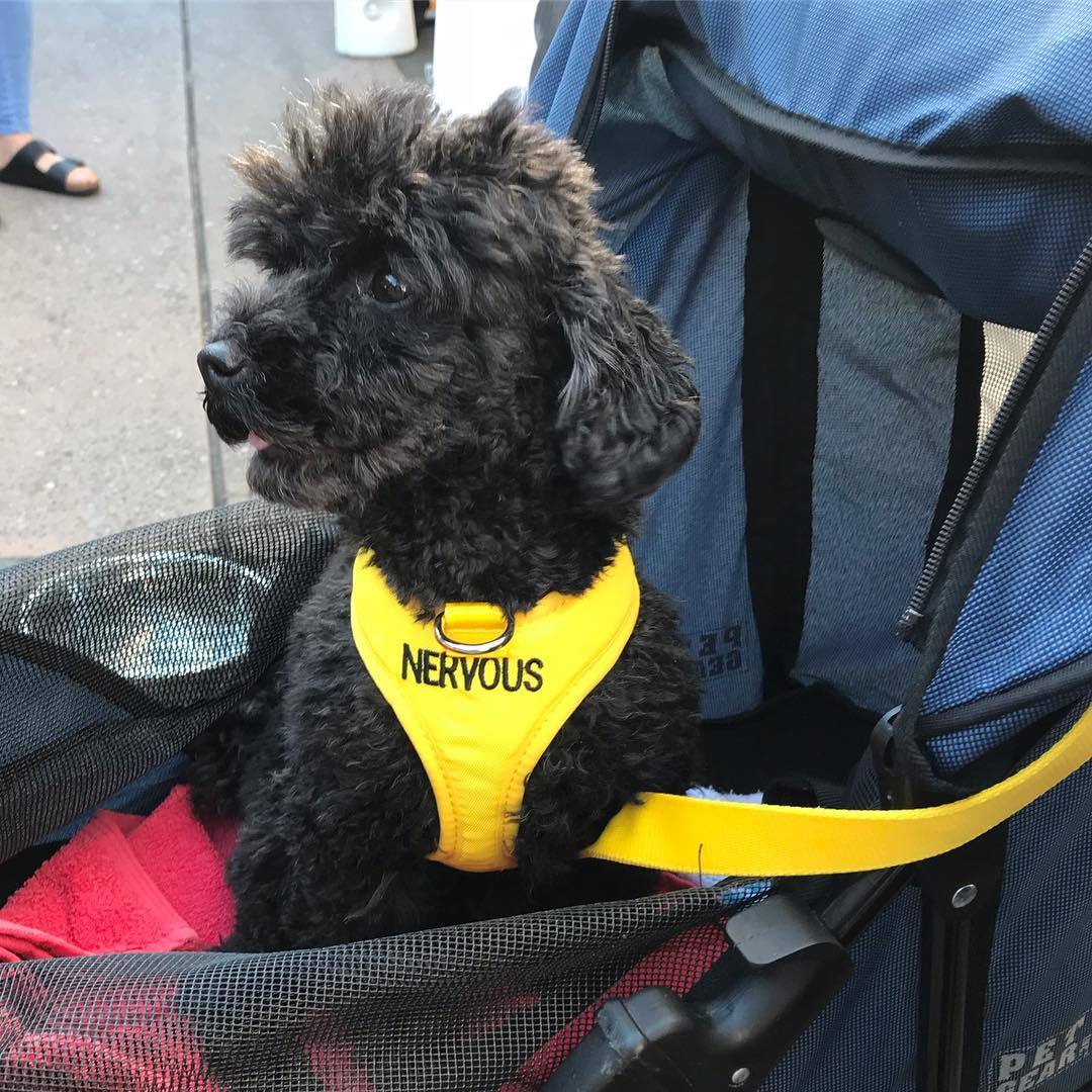 Friendly Dog Collars yellow NERVOUS XS Vest Harness Yellow Dog Project Give Me Space